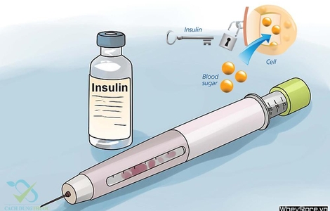 Tìm hiểu về Insuline - P1