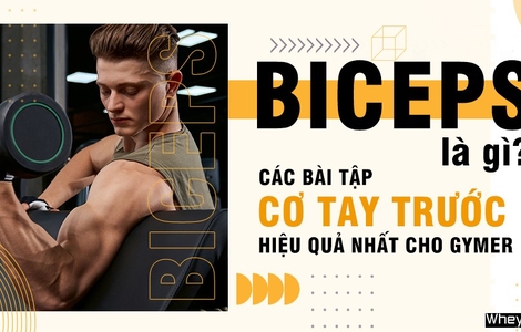 Biceps là gì? Các bài tập cơ tay trước hiệu quả nhất cho Gymer