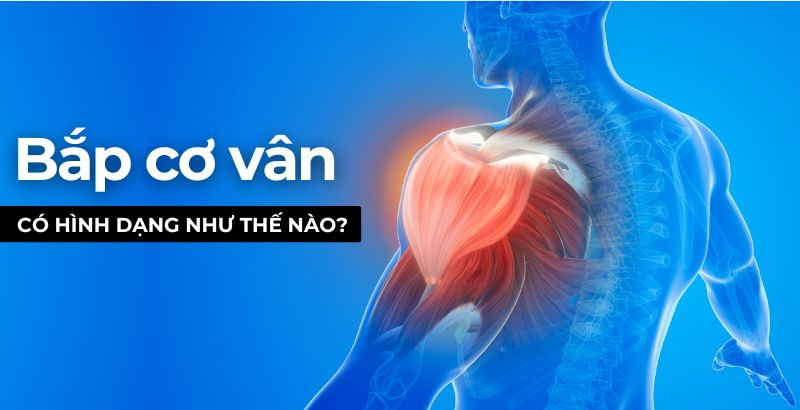 Bắp cơ vân có hình dạng như thế nào? Làm gì để bắp cơ vân luôn khỏe mạnh?
