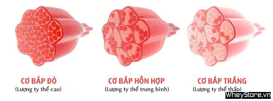 Phân loại sợi cơ bắp - Những điều bạn cần biết - Ảnh 1