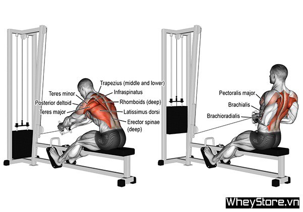 6 sai lầm gymer thường mắc phải khi tập Seated cable row - Ảnh 1