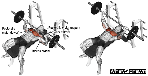 Lịch tập Gym cho người gầy tăng cân, tăng cơ nhanh trong 1 tuần - Ảnh 4