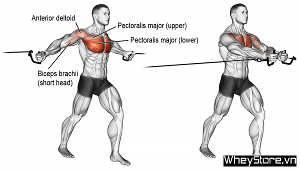 Lịch tập Gym cho người gầy tăng cân, tăng cơ nhanh trong 1 tuần - Ảnh 5