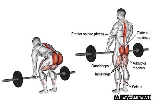 Lịch tập Gym cho người gầy tăng cân, tăng cơ nhanh trong 1 tuần - Ảnh 12