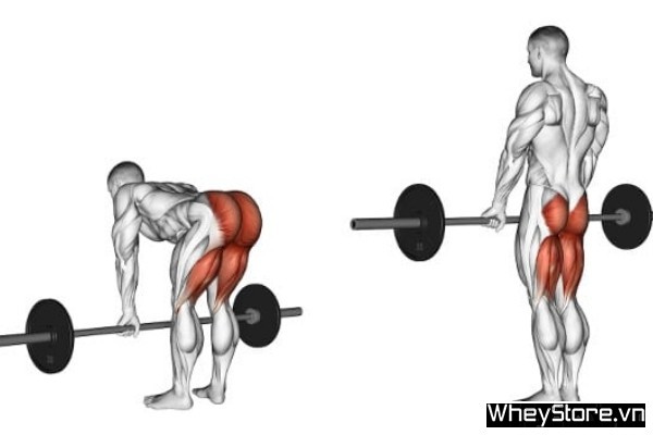 Điểm danh 10 bài tập lưng dưới gymer không nên bỏ qua - Ảnh 1