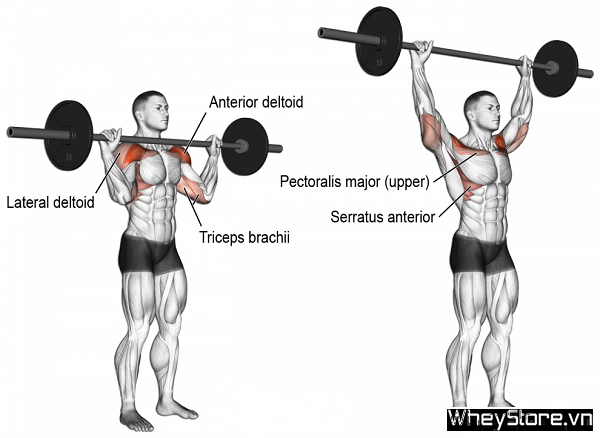 Overhead Press là gì? Hướng dẫn tập Overhead Press đúng kỹ thuật - Ảnh 4