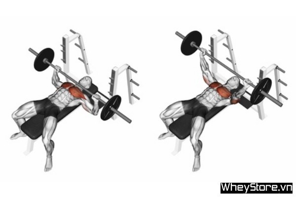 Bench Press là gì? Hướng dẫn cách tập Bench Press đầy đủ nhất - Ảnh 7