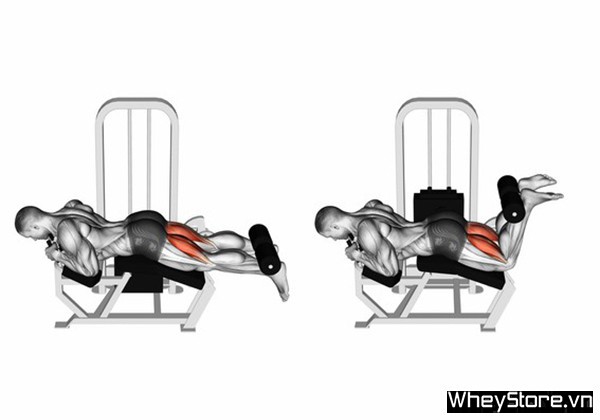 Leg curl là gì? Hướng dẫn tập cuốn tạ đùi sau chi tiết, đúng cách - Ảnh 4