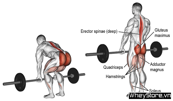 Romanian Deadlift là gì? Hướng dẫn tập Romanian Deadlift đúng cách - Ảnh 3