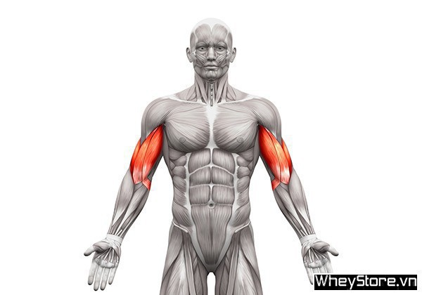 Biceps là gì? Các bài tập cơ tay trước hiệu quả nhất cho Gymer