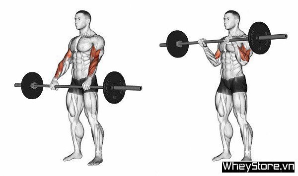 Biceps là gì? Các bài tập cơ tay trước hiệu quả nhất cho Gymer - Ảnh 2