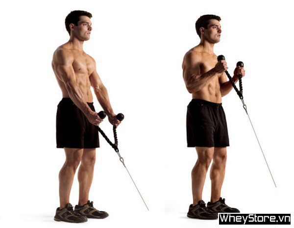 Biceps là gì? Các bài tập cơ tay trước hiệu quả nhất cho Gymer - Ảnh 4