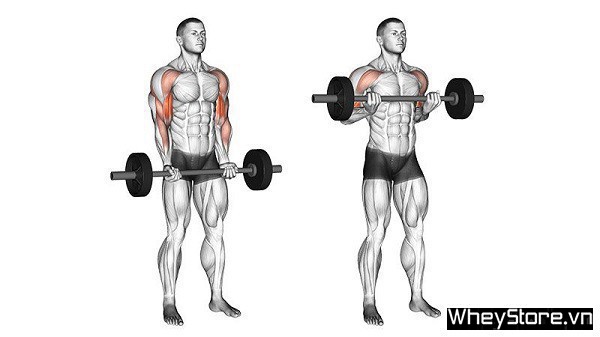 Biceps là gì? Các bài tập cơ tay trước hiệu quả nhất cho Gymer - Ảnh 7