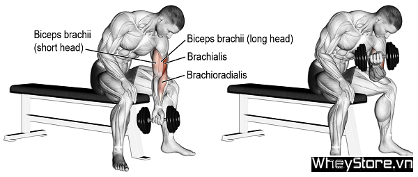 Biceps là gì? Các bài tập cơ tay trước hiệu quả nhất cho Gymer - Ảnh 8