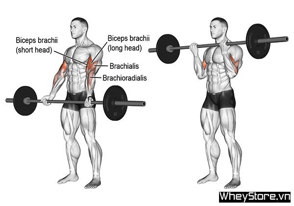 Barbell curl là gì? Tập bắp tay trước hiệu quả với Barbell curl - Ảnh 1