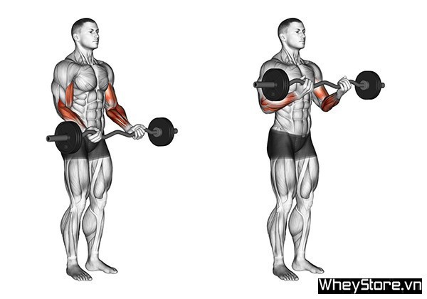 Barbell curl là gì? Tập bắp tay trước hiệu quả với Barbell curl - Ảnh 2
