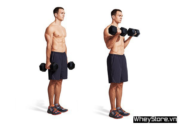 Barbell curl là gì? Tập bắp tay trước hiệu quả với Barbell curl - Ảnh 4