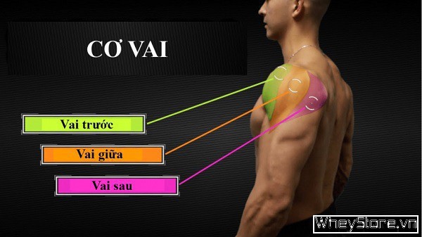 Top 10 các bài tập vai trước và sau hiệu quả cho người tập Gym - Ảnh 1