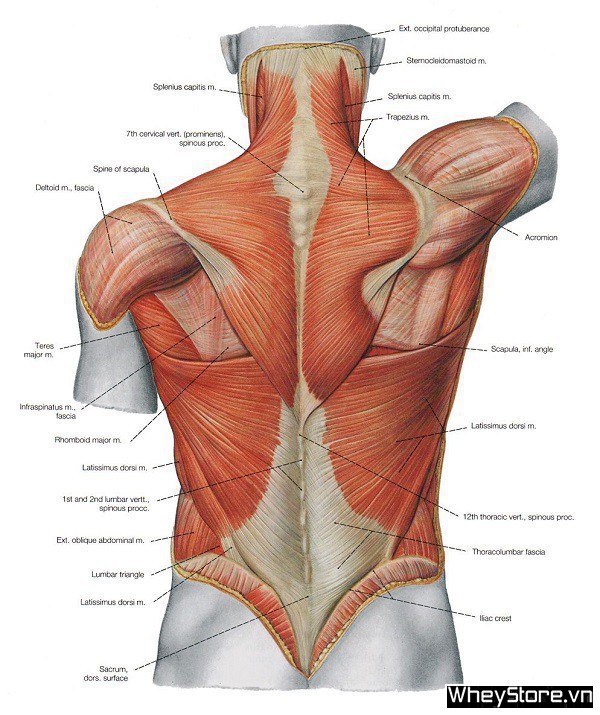 Các nhóm cơ trên cơ thể và bài tập tốt nhất cho từng nhóm cơ - Ảnh 11