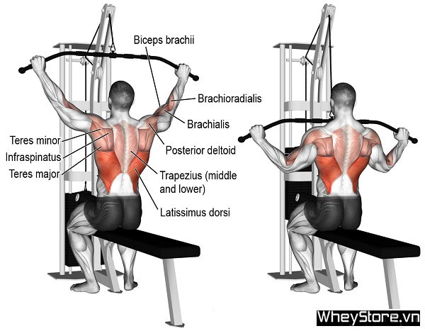 Các nhóm cơ trên cơ thể và bài tập tốt nhất cho từng nhóm cơ - Ảnh 12