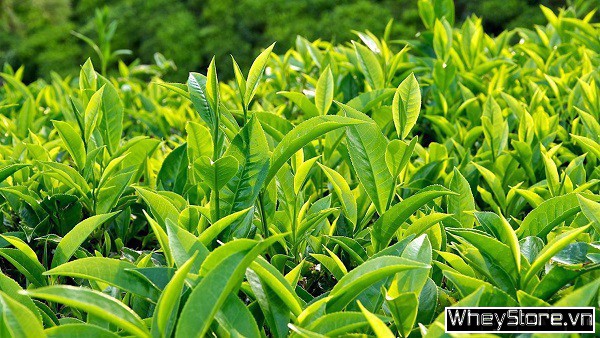 Uống trà xanh có tác dụng gì cho sức khỏe? Cách uống trà xanh hiệu quả - Ảnh 3