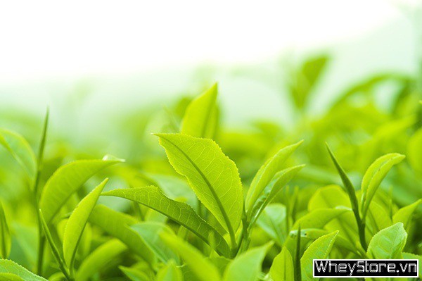 Uống trà xanh có tác dụng gì cho sức khỏe? Cách uống trà xanh hiệu quả - Ảnh 6