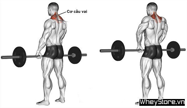 5 bài tập cơ cổ hiệu quả cho Gymer giúp phát triển toàn diện - Ảnh 4