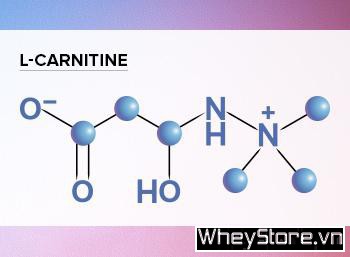 Tìm hiểu về L-Carnitine - Ảnh 1