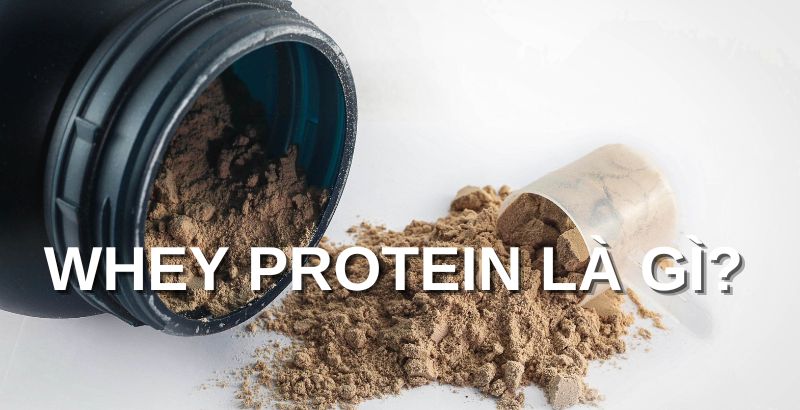 Whey Protein là gì?