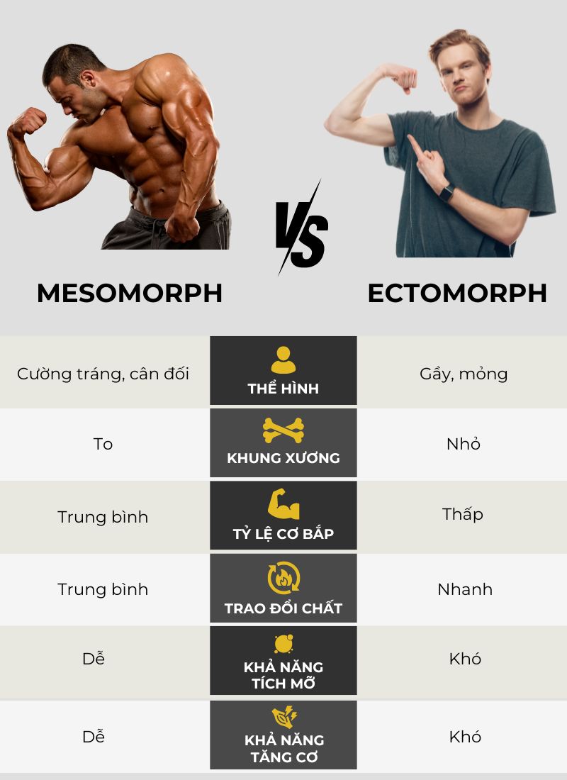 So sánh tạng người Mesomorph với Ectomorph