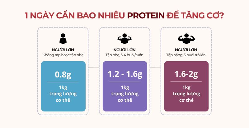 1 ngày cần bao nhiêu protein để tăng cơ?